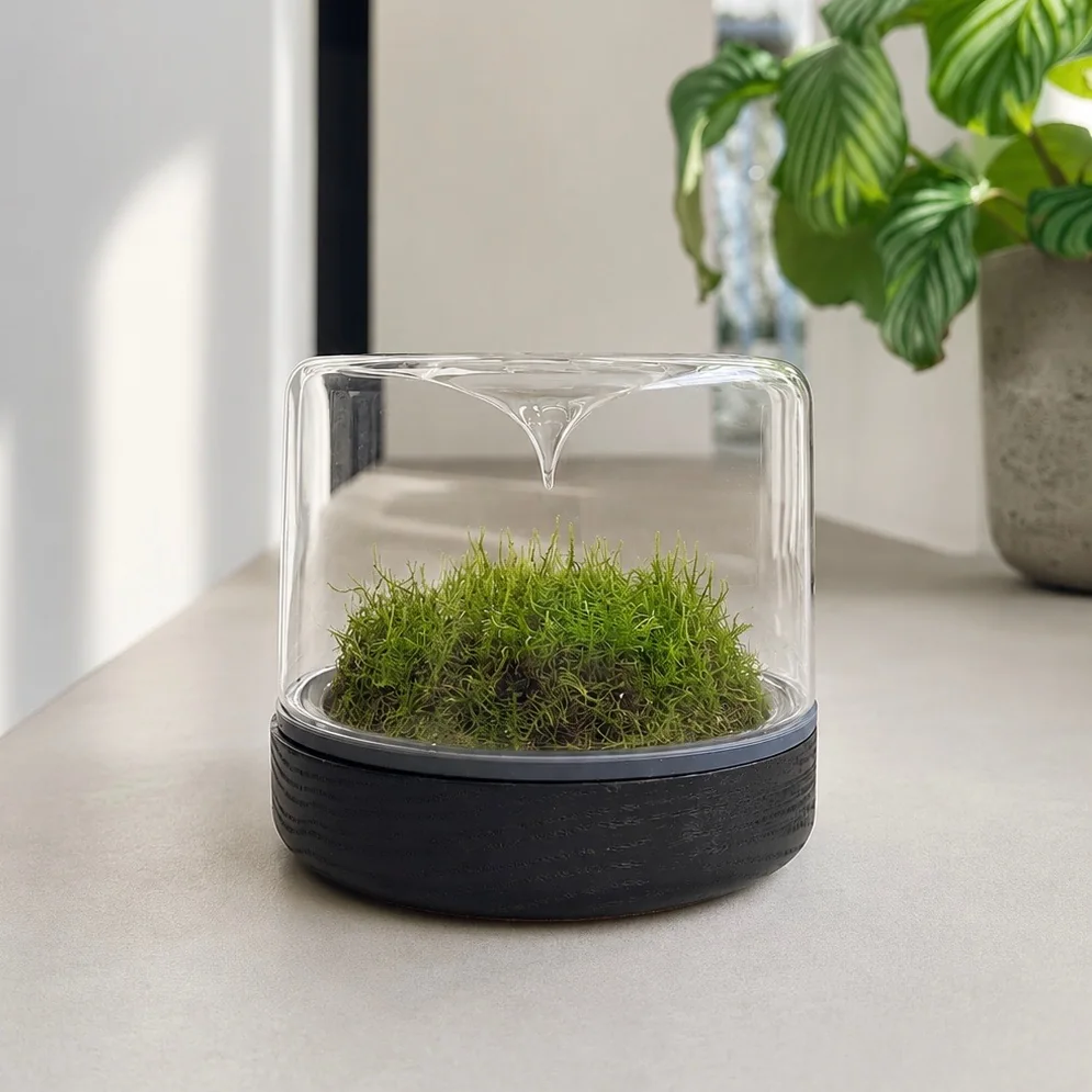 Mossarium Black Oak