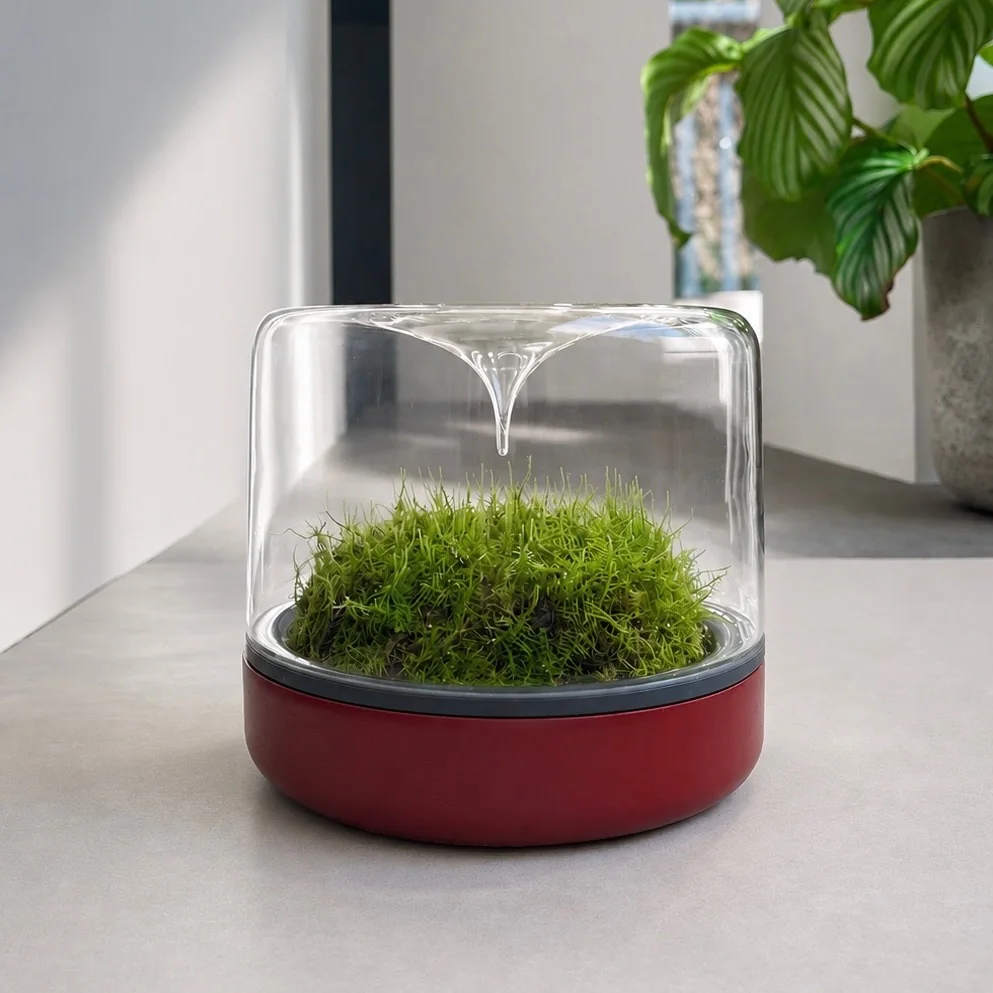 Mossarium Red Oak